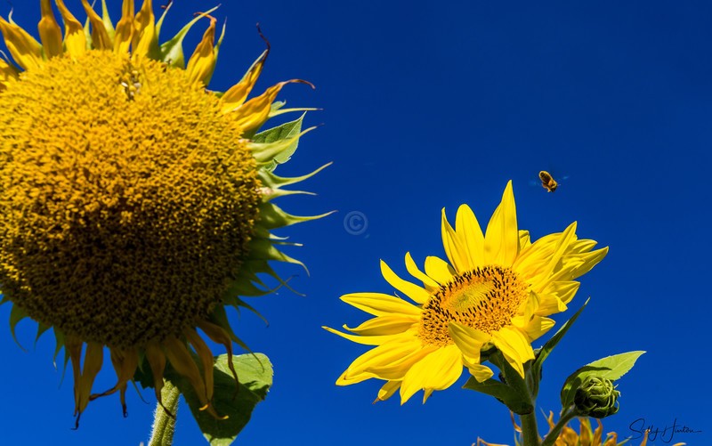 Sunflower Group 5