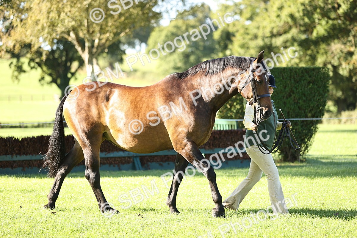 SBM_15762 - S1 - TSR in Hand Horse & Pony Showing