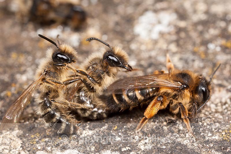Andrena flavipes - Andrena flavipes