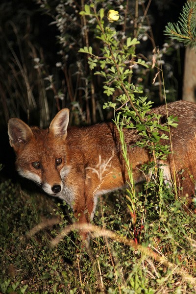 Red Fox_ AGTO182 - Wildlife, Mammal Photography, Great Britain