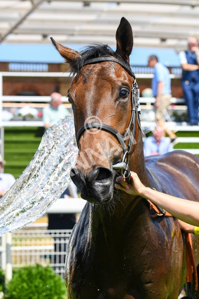 160623-Race 2-Celestial Flight-0346 - Race 2 2.25pm SKF Rous Selling Stakes