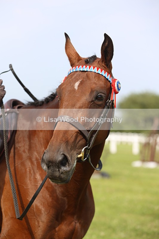 JPP_4285 - Class 25: Working Show Horse