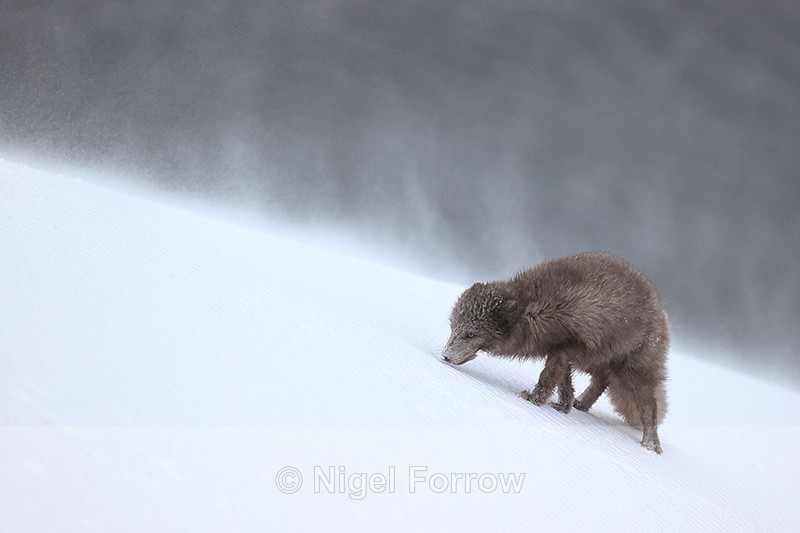 Arctic Fox snow spin drifts behind, Hornstrandir, Iceland - Arctic Fox