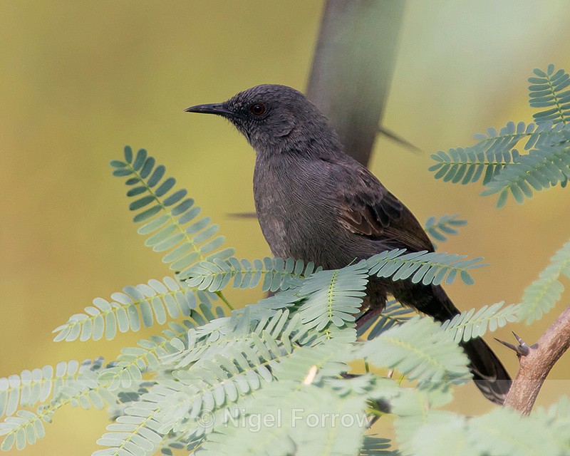 Grey Wren-Warbler perched in a bush - Grey Wren-Warbler
