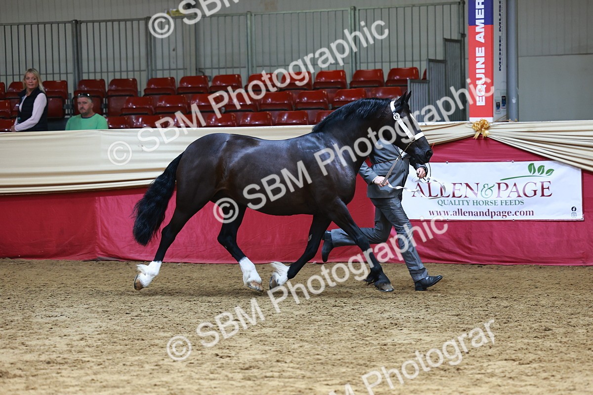 SBM_23050 - Class 903 - Supreme Final - IH Pre Vet