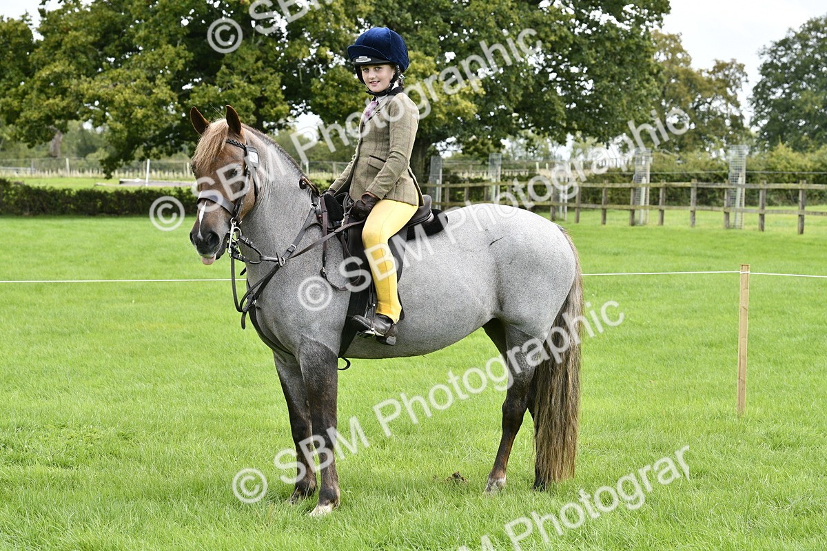 SBM_41635 - S32 - Mountain & Moorland Working Hunter Pony