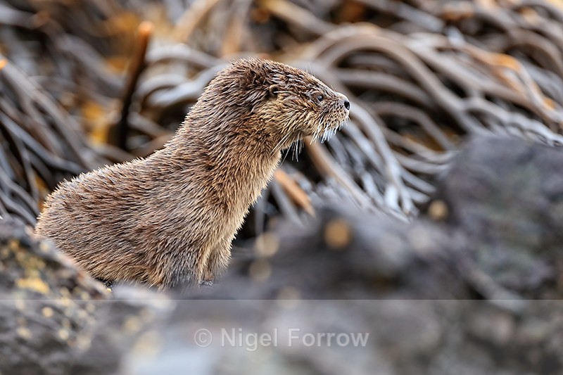 Marine Otter close side view, Chanaral Island, Chile - Otter