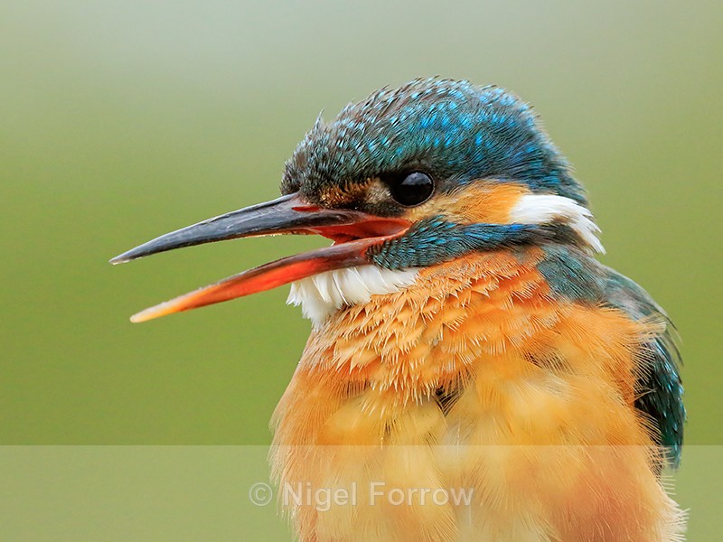 Kingfisher (female) close-up with open bill, Scotland - Kingfisher