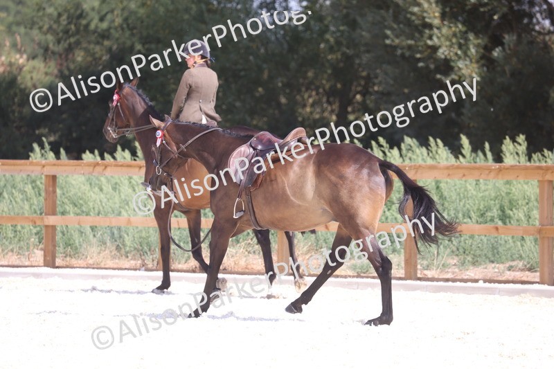 20260802-0725 - Class 8 - Best Riding Horse or Pony