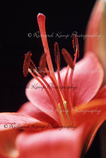 Lily 1 - Plants