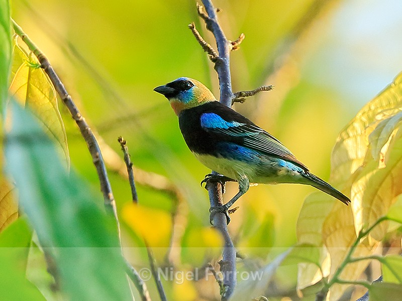 Golden-hooded Tanager, Osa Peninsula, Costa Rica - Golden-hooded Tanager