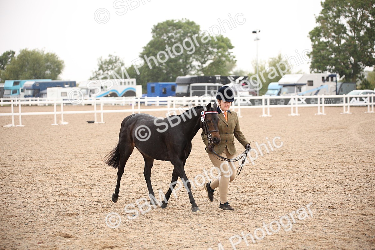 SBM_20135 - Class 702 - IH  Show Horse Pony