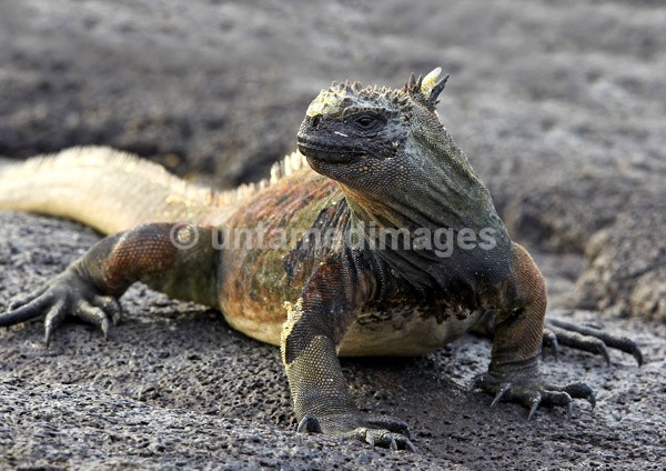 Marine Iguana 3 - Galapágos