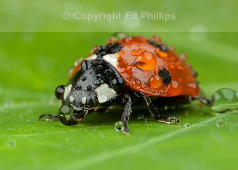 7-Spot Ladybird