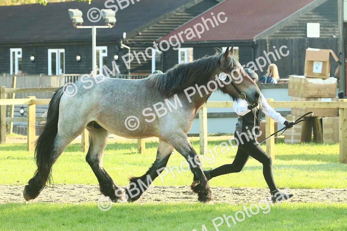 SBM_58563 - S37 - Starters In Hand Showing