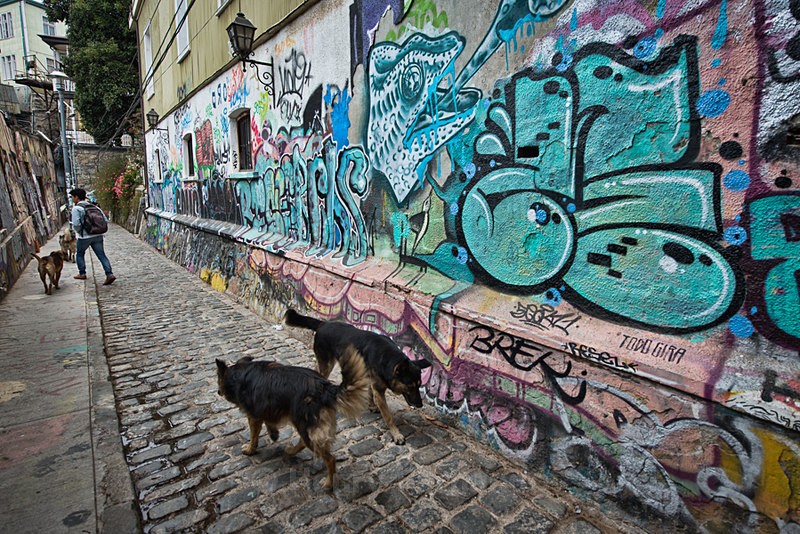  - Street Art & Stray Dogs - Valparaiso, Chile