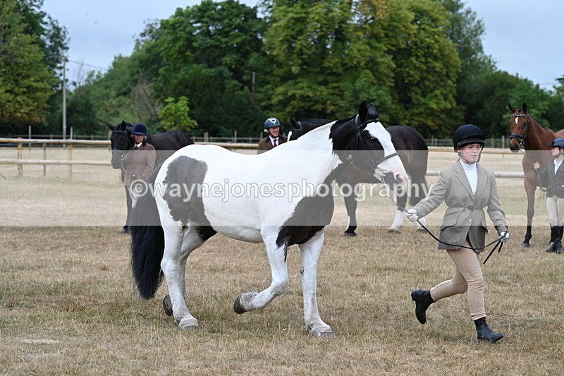 WJ7_9959 - Class 5a Most Handsome Gelding (above 14.2hh)