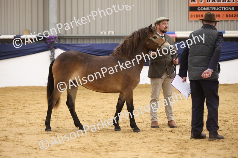 20260913-1284 - Class 113 - Yearling