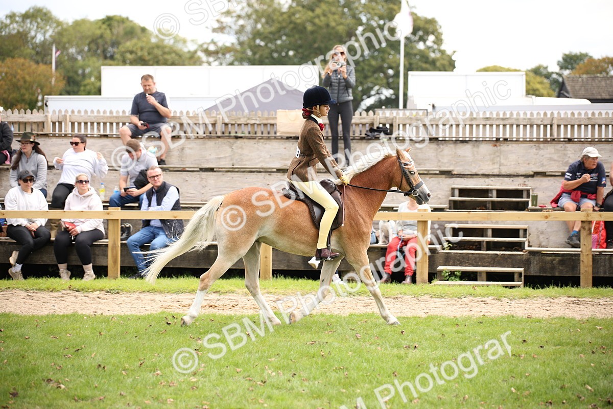 SBM_42349 - S13 - Pony Club Pony