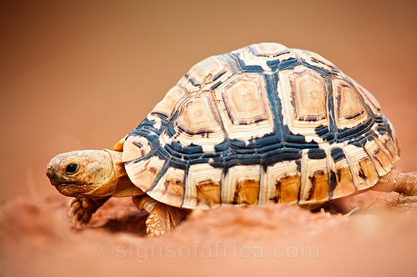 Leopard Tortoise, Meru National Park, Kenya