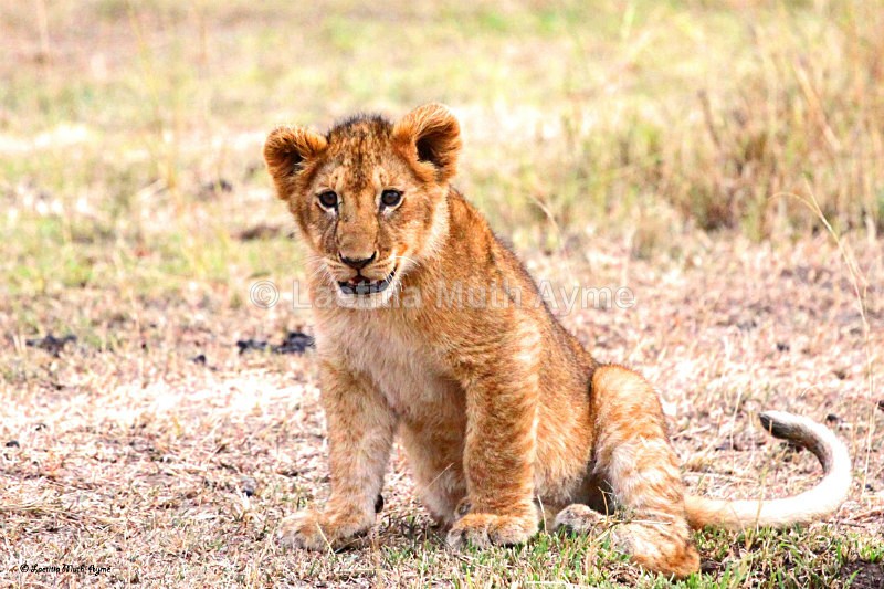 IMG_2115 Maasai Mara - Lions