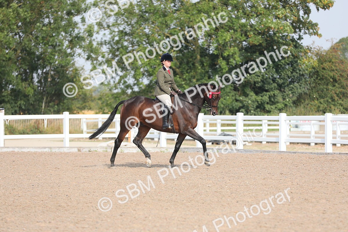 SBM_11334 - Class 305 Ridden Foreign Breeds- Pure Bred