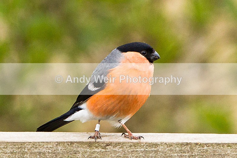 20130427-_MG_3158 - Finches