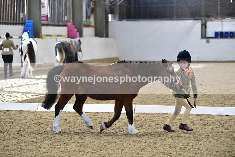 WJ5_3769 - Class 5 In Hand Veterans