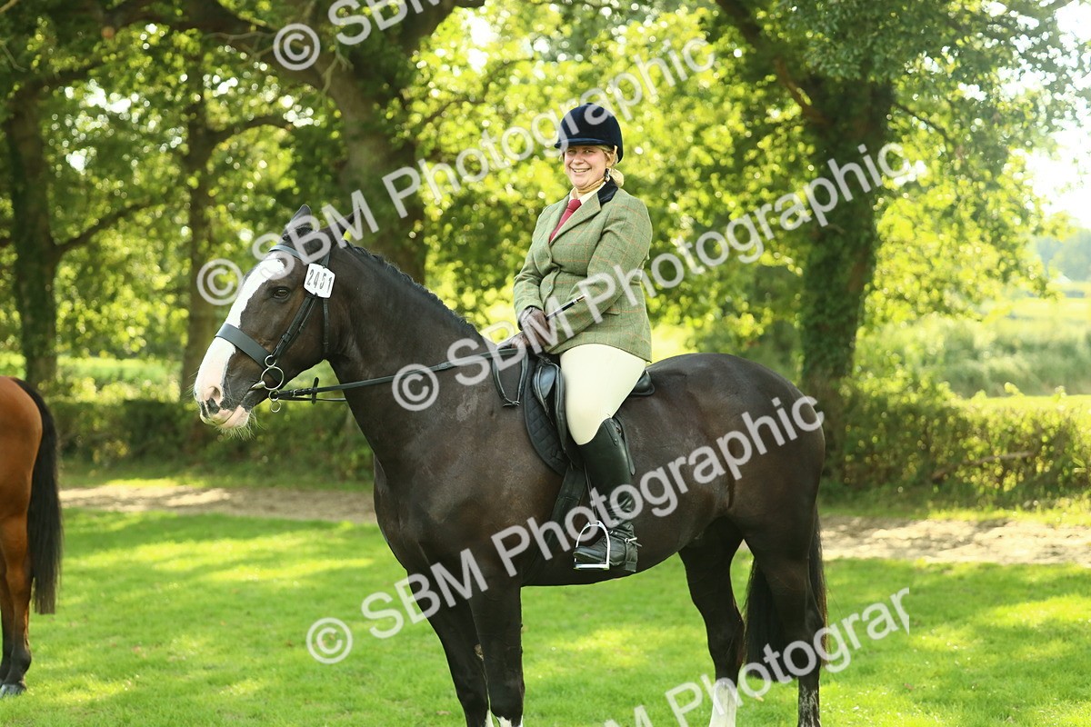 SBM_52196 - S33 - Working Hunter & Working Show Horse