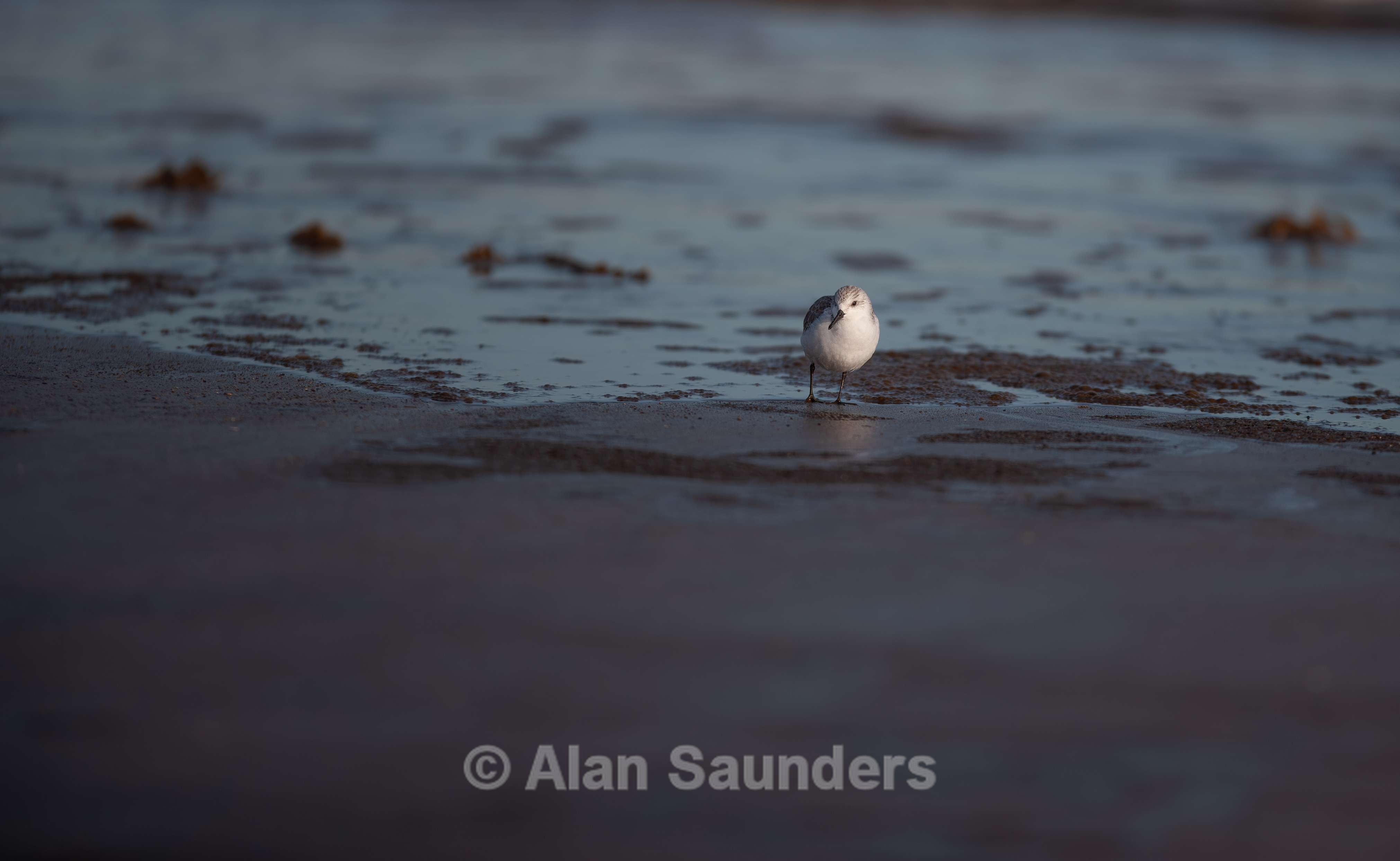 Sanderling 1
