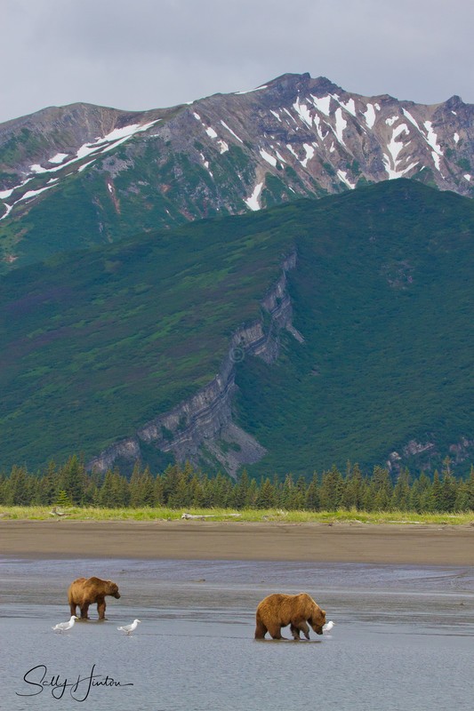 Bears on Mudflats - Landscapes