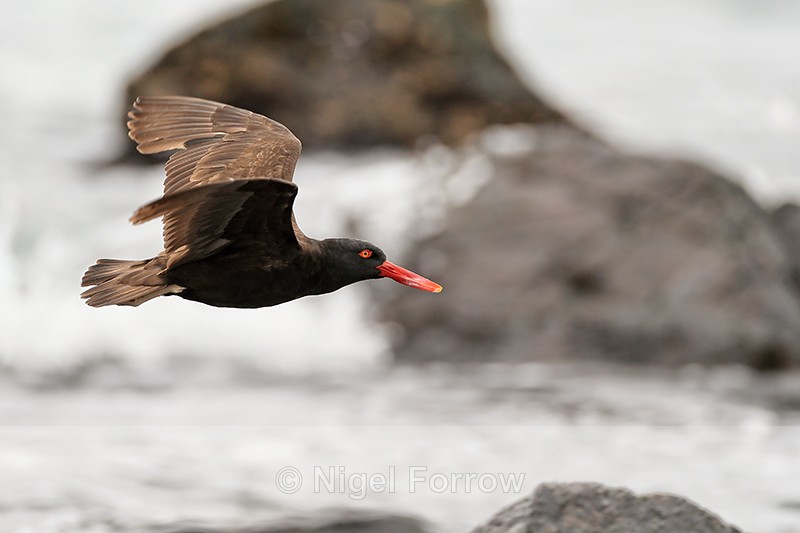 Blackish Oystercatcher (adult) in flight, Chile - Blackish Oystercatcher