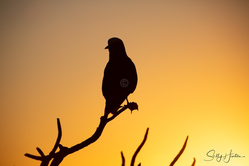 Noddy at Sunset