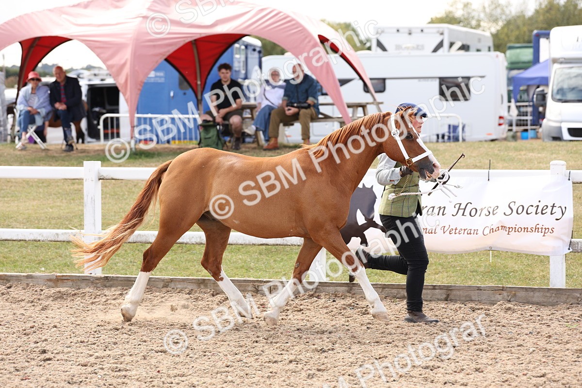 SBM_15088 - Class 209 - IH Veteran Pony