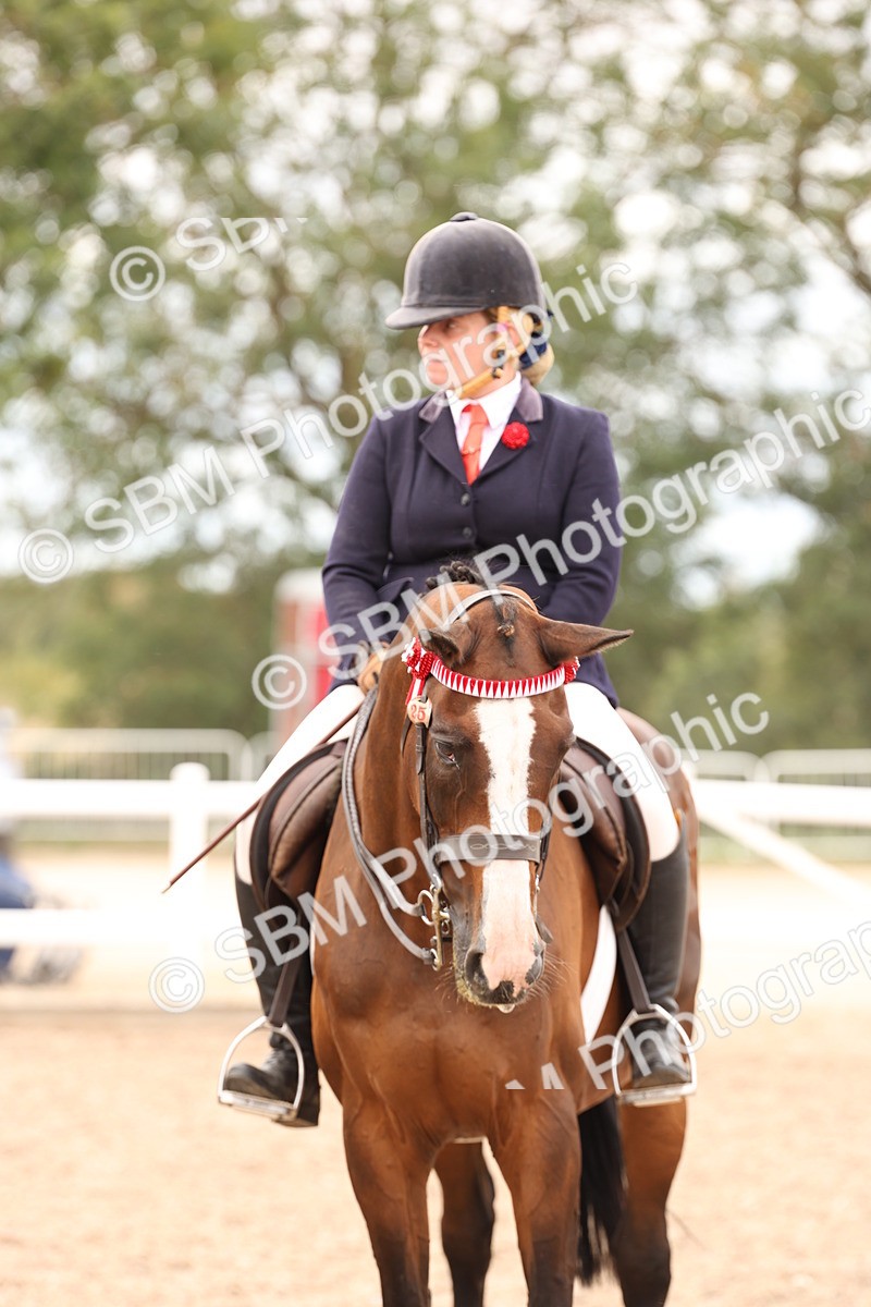 SBM_17357 - Class 214 - Ridden Hack Riding Horse