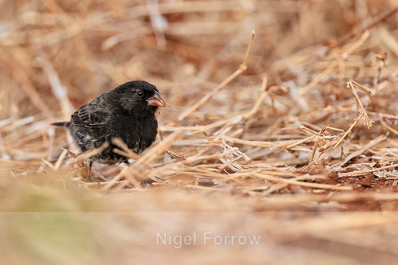 Male Medium Ground-Finch (non-breeding), Isla Lobos, Galapagos - Medium Ground-Finch