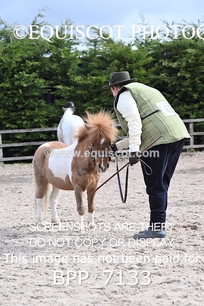 BPP_7133 - RING 1  (RIDDEN HORSES / IN HAND / VETERAN ETC)