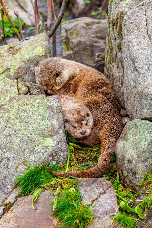 european otter lutra lutra-2584 - UK Wildlife