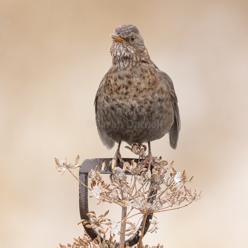 Mother Blackbird - Greeting Cards