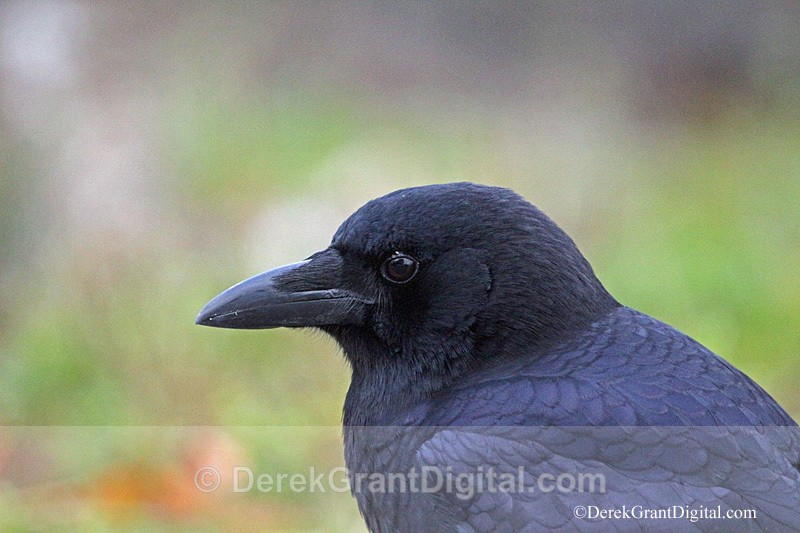 Corvus brachyrhynchos American Crow Macro - Birds of Atlantic Canada