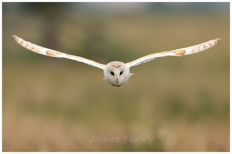 Wingspan - Latest Work