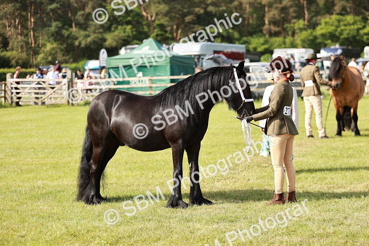 SBM_00848 - Class 14-23 - Mountain & Moorland In Hand Non Welsh