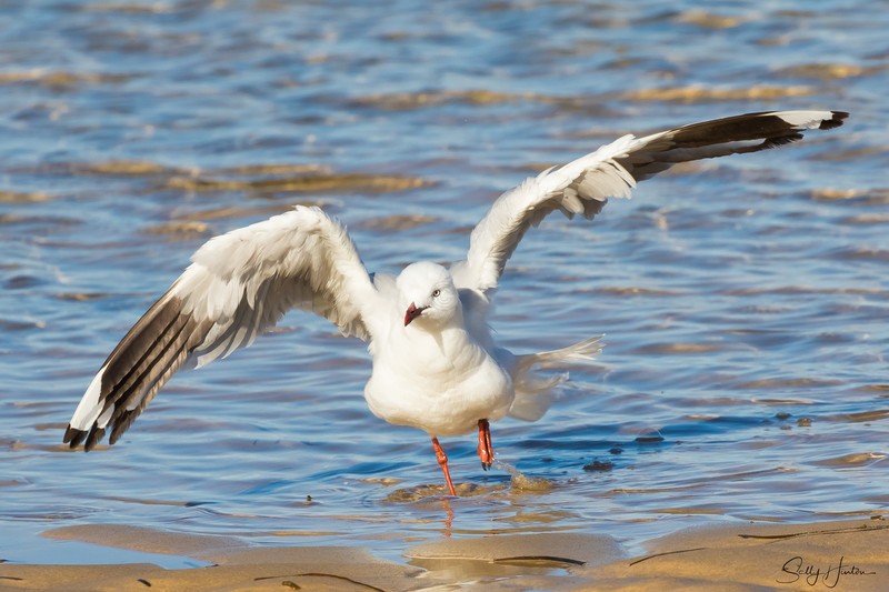 Gull Bath 1