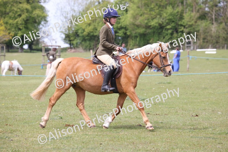 20260426-2936 - Class 33 - Best Pony 14.2hh and Under
