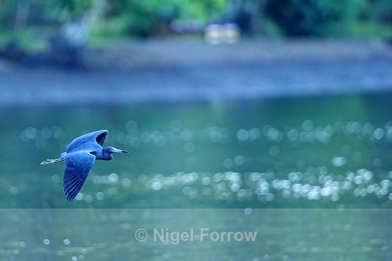 Little Blue Heron (adult) flying, Playa Cativo Lodge, Costa Rica - Little Blue Heron