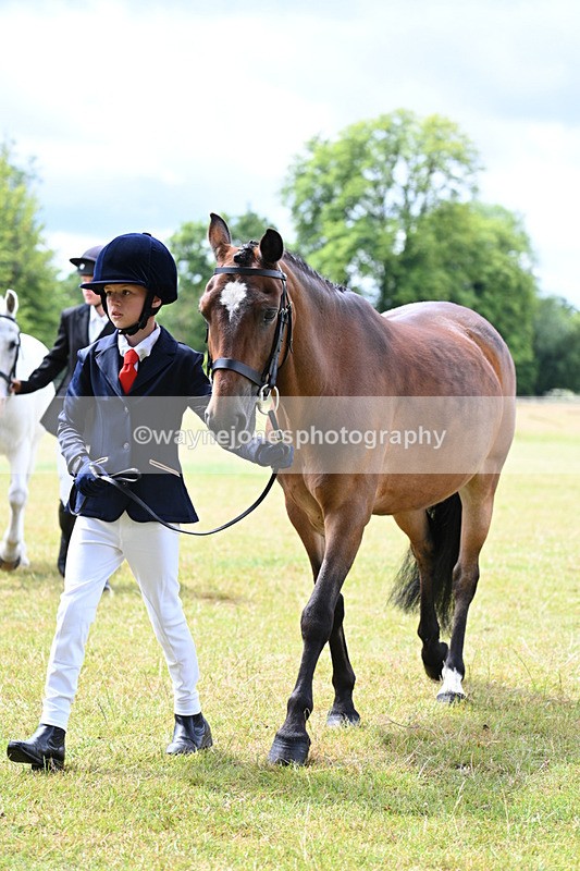 WJ7_6576 - Class 5 Handsome Gelding in hand