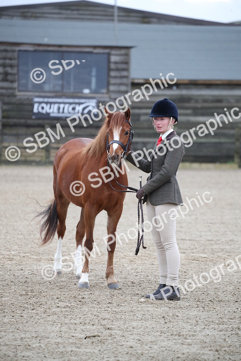 SBM_003933 - Class 1-4 - Young Stock classes Inc. In Hand Championship