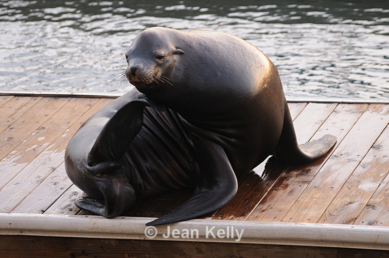 Sea lion - 9629 - Sea Lions and Seals