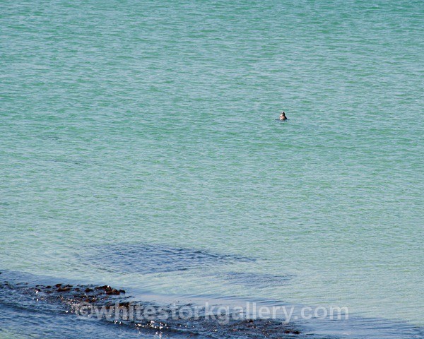 A Lone Seal - Scottish Highlands