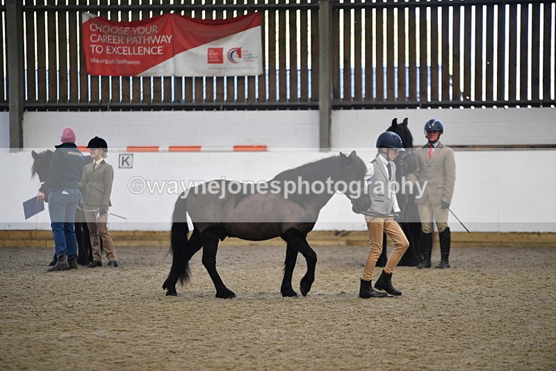 WJ5_4189 - Class 6 In hand M&M - Large Breeds